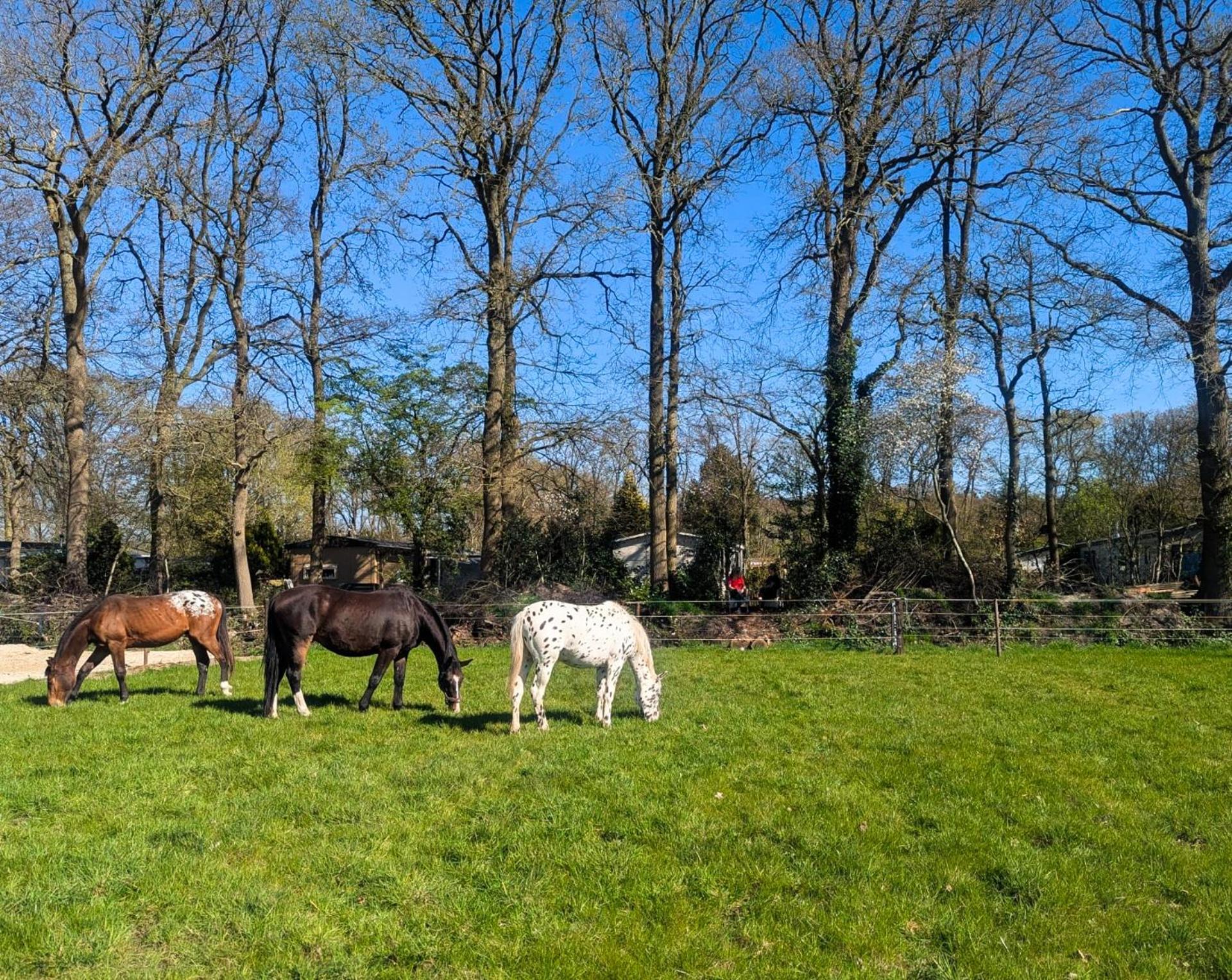 Hotel Chique Chalet Met Zicht Over De Weilanden Op De Veluwe Epe Exteriör bild
