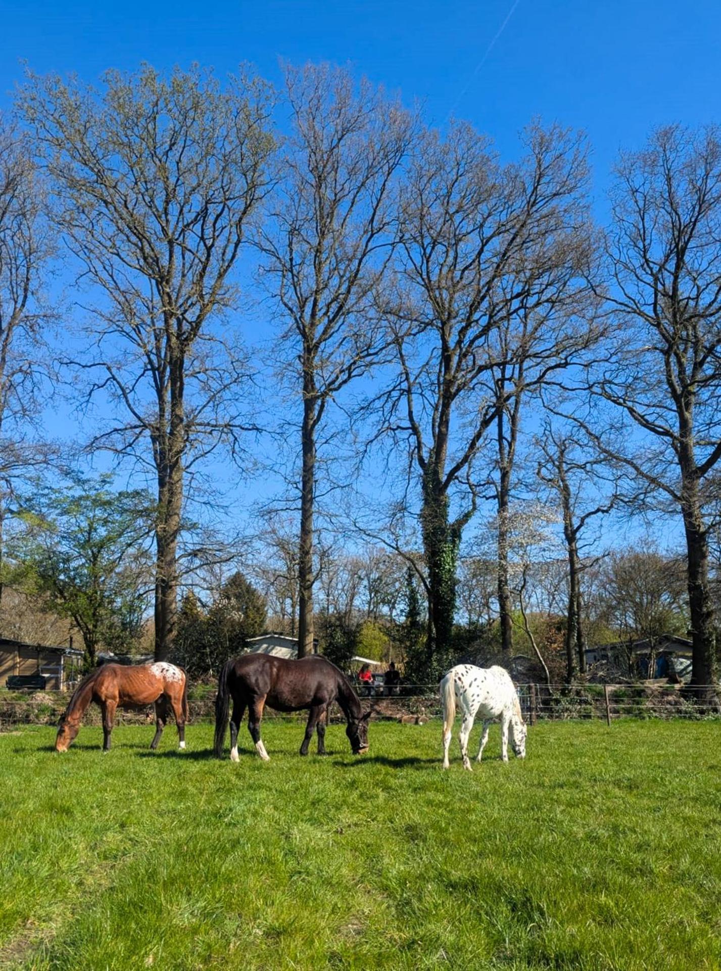 Hotel Chique Chalet Met Zicht Over De Weilanden Op De Veluwe Epe Exteriör bild